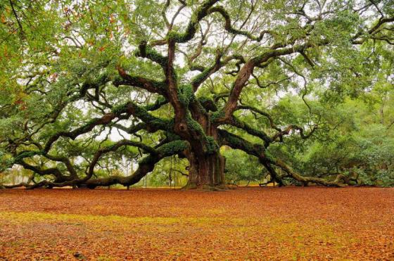 Strong living oak trees